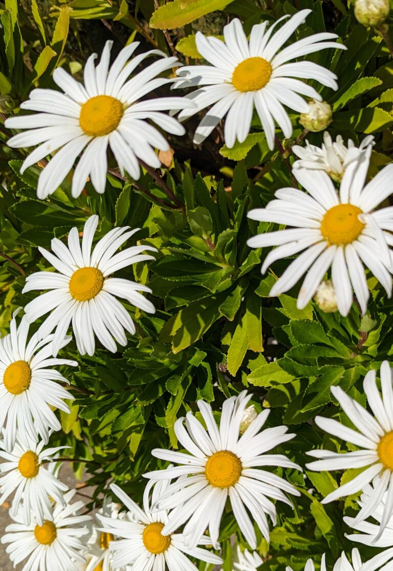 daisies