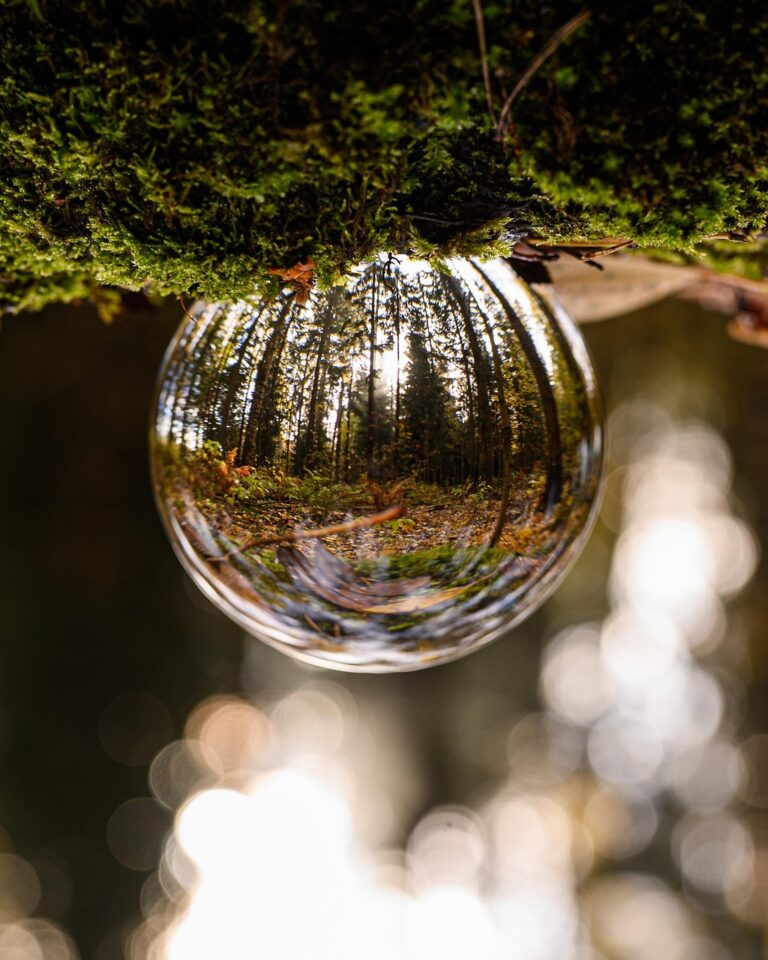 glass ball, forest, nature, reflection, outdoors, woods, wilderness, macro, forest, forest, forest, forest, forest
